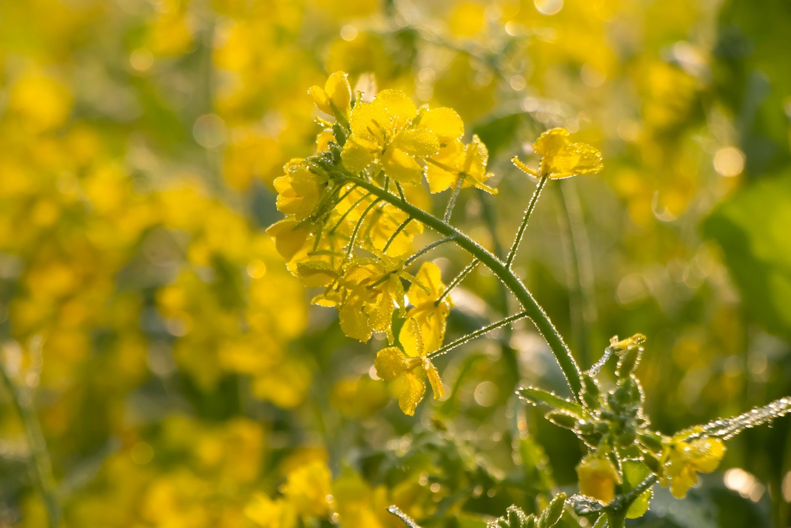 a bunch of yellow flowers that are in the grass